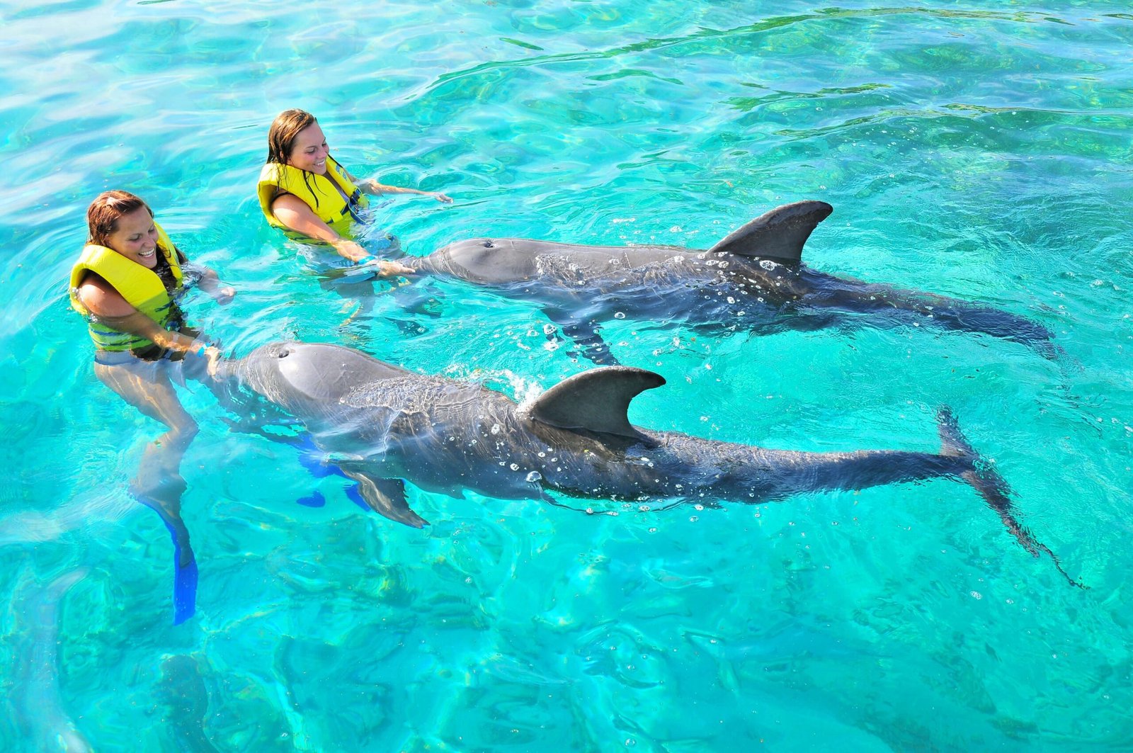 Tour con delfines